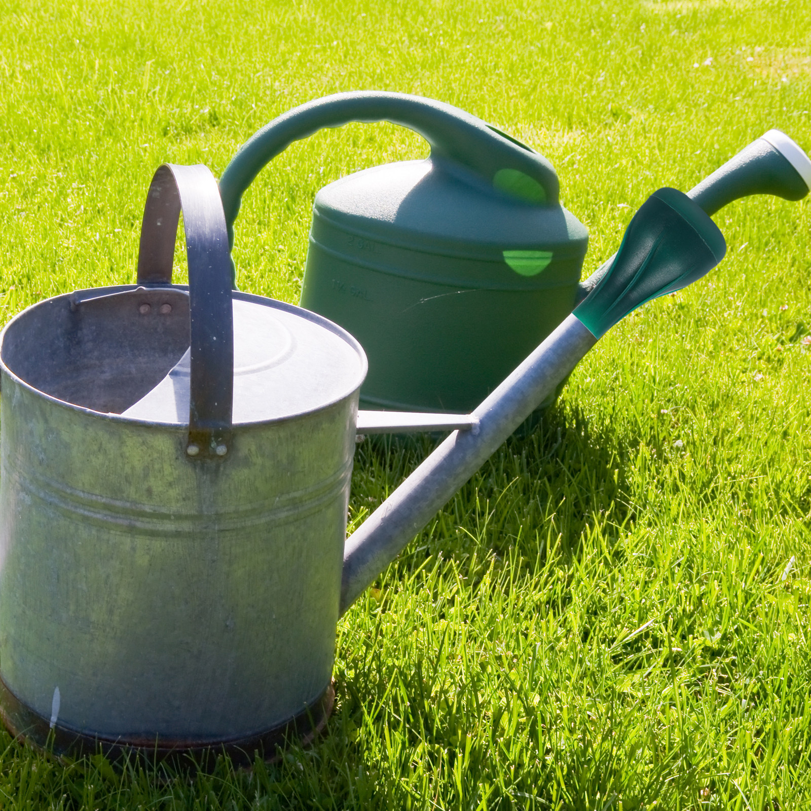 Water Can Sprinkler Head Compa - Bonsai Gardening 评论和价格
