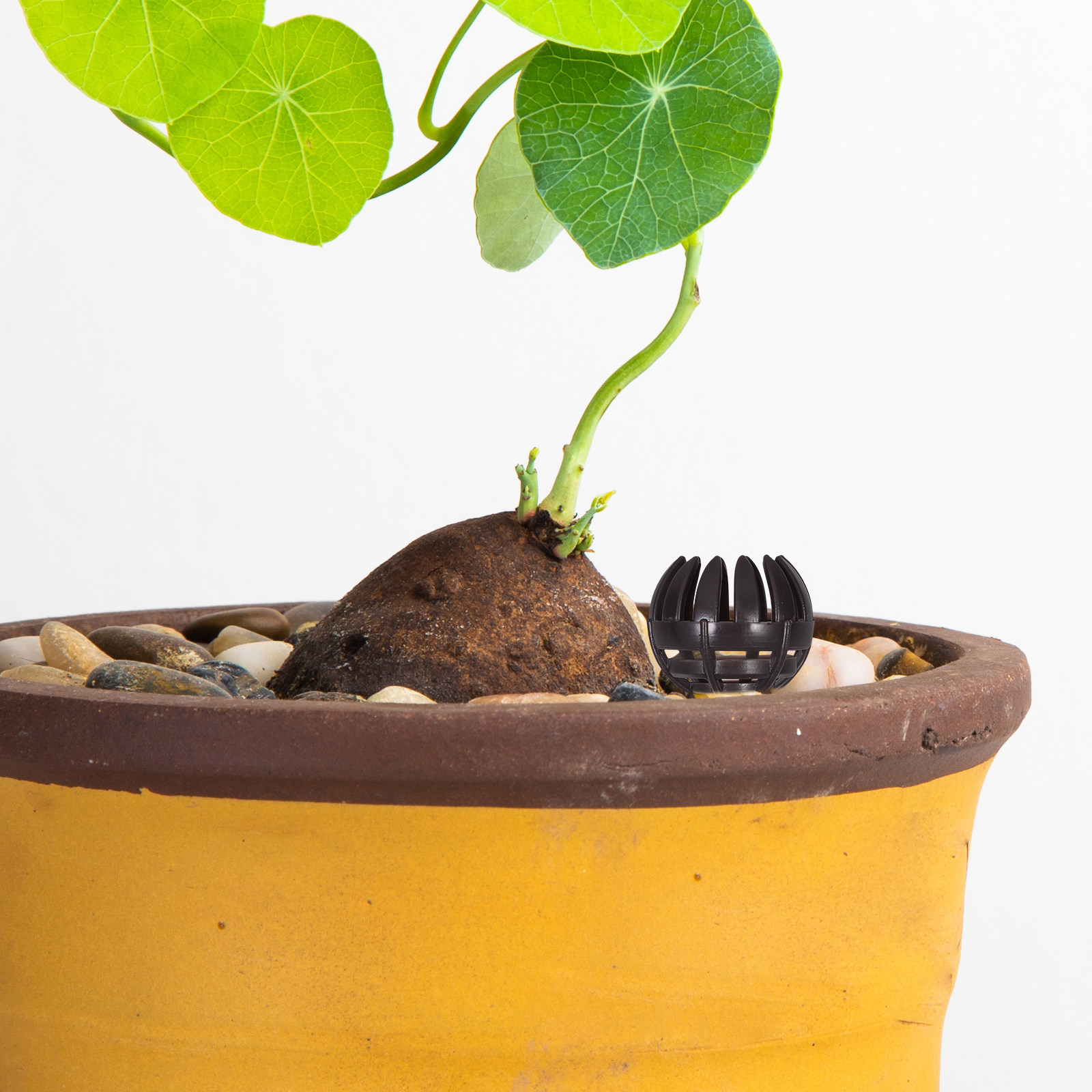 20Pcs Bonsai Fertilizer Basket - Bonsai Gardening 评论和价格