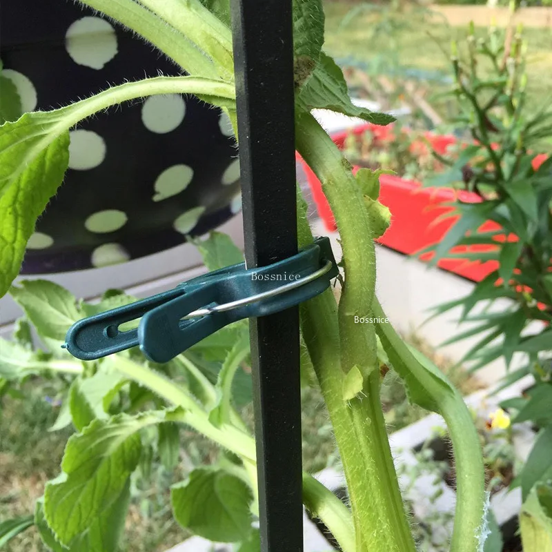 5/10Pcs Plant Support Clips fo - Bonsai Garden Tools 评论和价格