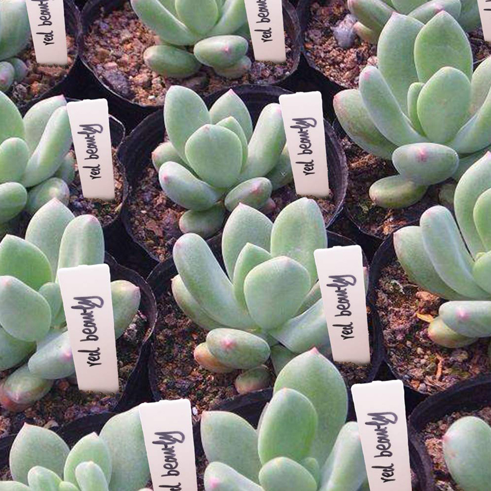 100pcs Plants Labels Indoor Bo - Bonsai Garden Name 评论和价格