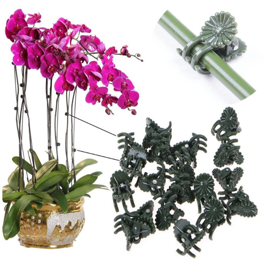 100Pcs Ladybug Shaped Orchid C - Bonsai Gardening 评论和价格