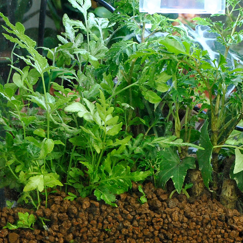 WAJABABY Akadama Soil - Natura - Bonsai Soil Akadama 评论和价格
